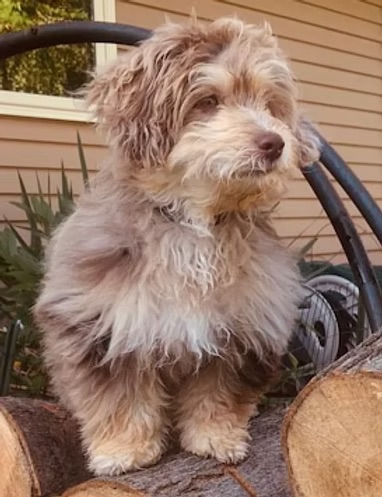 Previous puppy